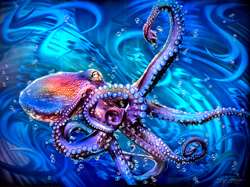 Chris DeRubeisArt titleWhats Kraken 18x24